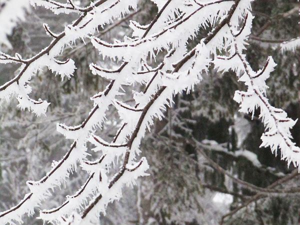 Eisgrau_Eis auf Zweigen