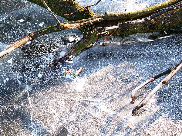 Unter Glas_Baumstamm im Eis
