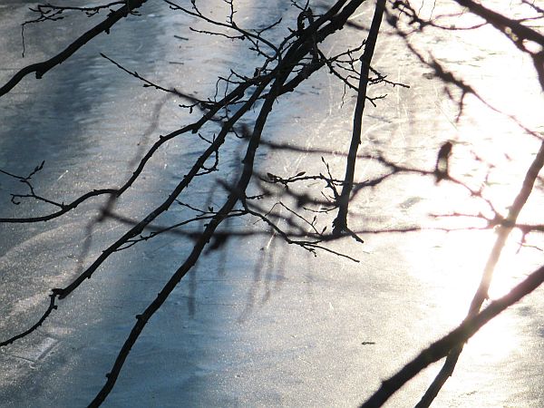 Unter Glas_Äste auf Eisoberfläche