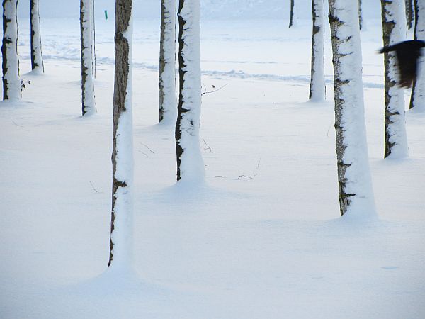 Bäume im Winter