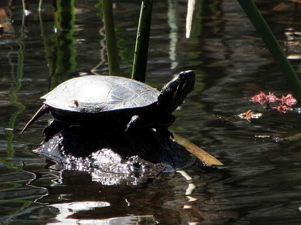Pond_Schildkröte