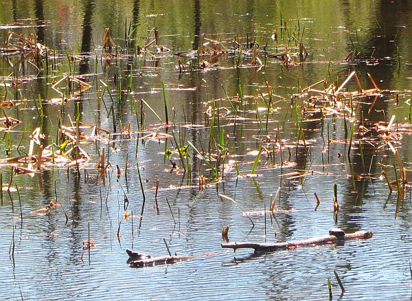 Pond_Turtle in the sun