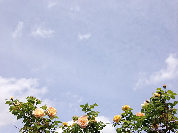 Rosen und Himmel